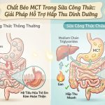 Chất Béo MCT Trong Sữa Công Thức: Giải Pháp Hỗ Trợ Hấp Thu Dinh Dưỡng Cho Trẻ